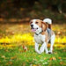 Antiparasitário interno para cães e gatos - 120 ml - solução líquida para desparasitação interna - PetDoctors - Loja Online