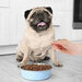 Antiparasitário interno para cães e gatos - 120 ml - solução líquida para desparasitação interna - PetDoctors - Loja Online