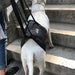 Arnês de reabilitação de apoio para cães - ajuda auxiliar para animais idosos ou com lesões - PetDoctors - Loja Online