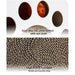 Arranhador / Brinquedo / Puzzle para Gatos - PetDoctors - Loja Online