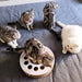 Arranhador / Brinquedo / Puzzle para Gatos - PetDoctors - Loja Online
