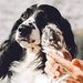 Bálsamo Protetor de almofadas das patas e de nariz de cães e gatos, creme hidratante natural, com cera de abelha e óleos essenciais, para irritação, comichão e pele rachada e seca - PetDoctors - Loja Online