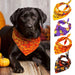 Bandana Halloween para Cães - PetDoctors - Loja Online