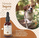 Belly Óleo de cânhamo ômega 3 e 6 para cão, 100 ml - complemento alimentar para a pele e a pelagem - rico em vitaminas A, B, E, C e D - PetDoctors - Loja Online