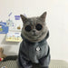 Blusão tipo Polar / Fleece para Gatos ou Cães Pequenos e Médios - PetDoctors - Loja Online