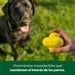 Bola para cão, brinquedo interativo para raças pequenas, médias e grandes, fabricado com borracha natural, uso interior e exterior - PetDoctors - Loja Online