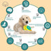 Brinquedo Interativo quebra - cabeças para cão com 2 níveis de dificuldade - PetDoctors - Loja Online