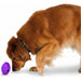 Busy Buddy Twist 'n Treat - Brinquedo dispensador de Biscoitos para cães - PetDoctors - Loja Online