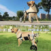 Cadeira de Rodas para Cães, para patas traseiras, Ajustável, Confortável e de Elevada Qualidade - PetDoctors - Loja Online