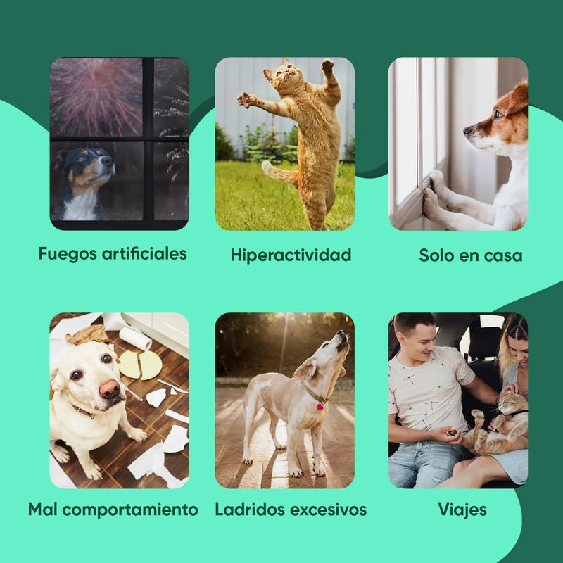 Calmante para cães e gatos em gotas, 100 ml com vitaminas, zinco e L - triptófano - Tranquilizante natural para animais de estimação - PetDoctors - Loja Online