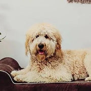 Cama ortopédica de espuma viscoelástica, inclui protetor interior impermeável e capa removível - PetDoctors - Loja Online