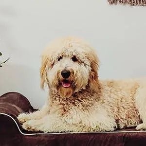 Cama ortopédica de espuma viscoelástica, inclui protetor interior impermeável e capa removível - PetDoctors - Loja Online