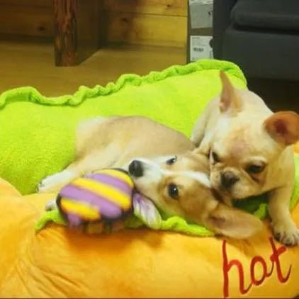 Cama Quentinha "Hot - Dog" / "Cachorro Quente" em dois tamanhos - PetDoctors - Loja Online