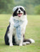 Camisola de Lã e Gorro com Cachecol para Cães (Outono / Inverno) - PetDoctors - Loja Online