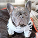 Camisola Desportiva com Capuz para French Bulldog - PetDoctors - Loja Online