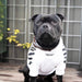 Camisola Desportiva com Capuz para French Bulldog - PetDoctors - Loja Online