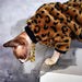Camisola para gatos (Sphynx ou outros) - PetDoctors - Loja Online