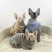 Camisolas Quentinhas e Macias para Gatos - PetDoctors - Loja Online