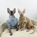 Camisolas Quentinhas e Macias para Gatos - PetDoctors - Loja Online