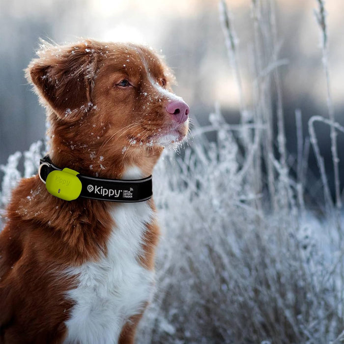 Capa de silicone de proteção para localizador GPS para cães e gatos EVO com fecho de botão - capa para fixar a coleira e arnês - PetDoctors - Loja Online