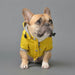Casaco / Blusão / Gabardine Amarela Impermeável para Cães - PetDoctors - Loja Online