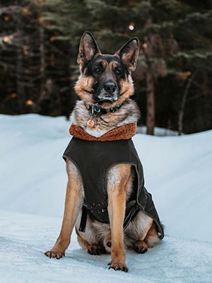 Casaco / Blusão Impermeável e Quente, Verde Oliva, para Cães Médios e Grandes - PetDoctors - Loja Online