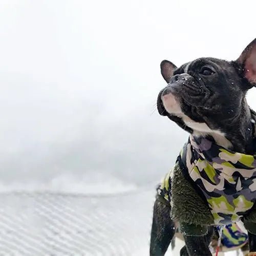 Casaco Camuflado Impermeável para Cães - PetDoctors - Loja Online
