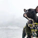 Casaco Camuflado Impermeável para Cães - PetDoctors - Loja Online
