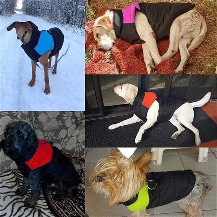 Casaco Protetor para Cães - Casaco de Inverno Impermeável (chuva) - PetDoctors - Loja Online