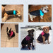 Casaco Protetor para Cães - Casaco de Inverno Impermeável (chuva) - PetDoctors - Loja Online
