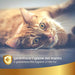 Champô a Seco Natural para Gato, 250 ml - Sem Necessidade de Água - Para uma Lavagem a Seco Eficaz - PetDoctors - Loja Online