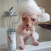 Champô Probiótico para Gatos Sphynx - 120 ml (com bomba de espuma) - PetDoctors - Loja Online