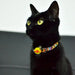 Coleira Boom para cães ou gatos (DASHI) - 4 tamanhos - PetDoctors - Loja Online