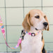 Coleira Donut, para cães ou gatos (DASHI) - 4 tamanhos - PetDoctors - Loja Online