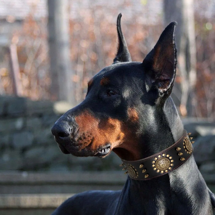 Coleira em Cabedal para Cães de Raça Média e Grande - PetDoctors - Loja Online