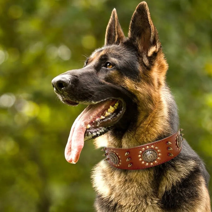 Coleira em Cabedal para Cães de Raça Média e Grande - PetDoctors - Loja Online