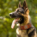 Coleira em Cabedal para Cães de Raça Média e Grande - PetDoctors - Loja Online