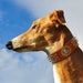 Coleira em Cabedal para Cães de Raça Média e Grande - PetDoctors - Loja Online