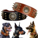 Coleira em Cabedal para Cães de Raça Média e Grande - PetDoctors - Loja Online