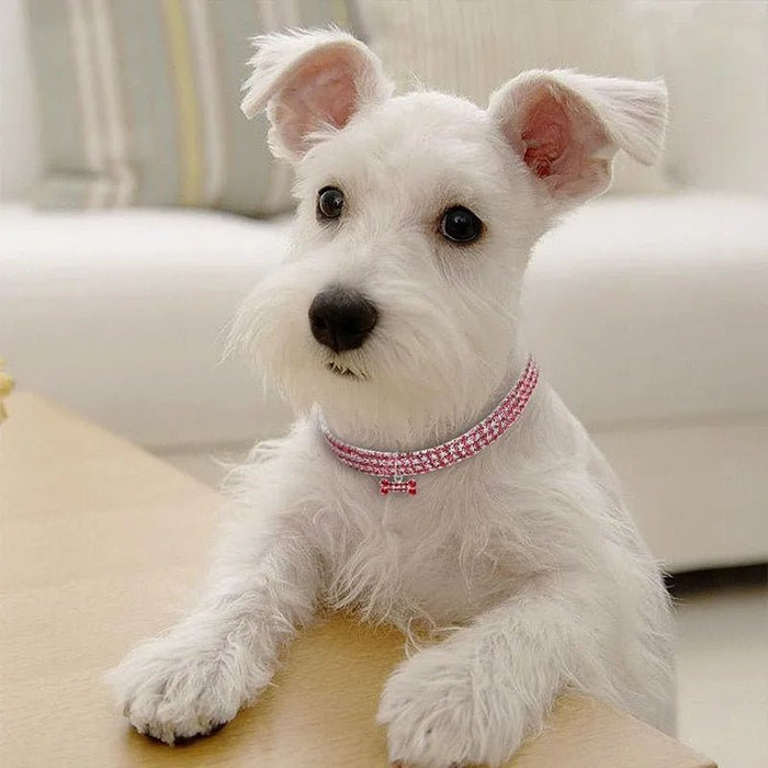 Coleira "Jet - Set" para Cães - PetDoctors - Loja Online