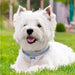Coleira "Jet - Set" para Cães - PetDoctors - Loja Online