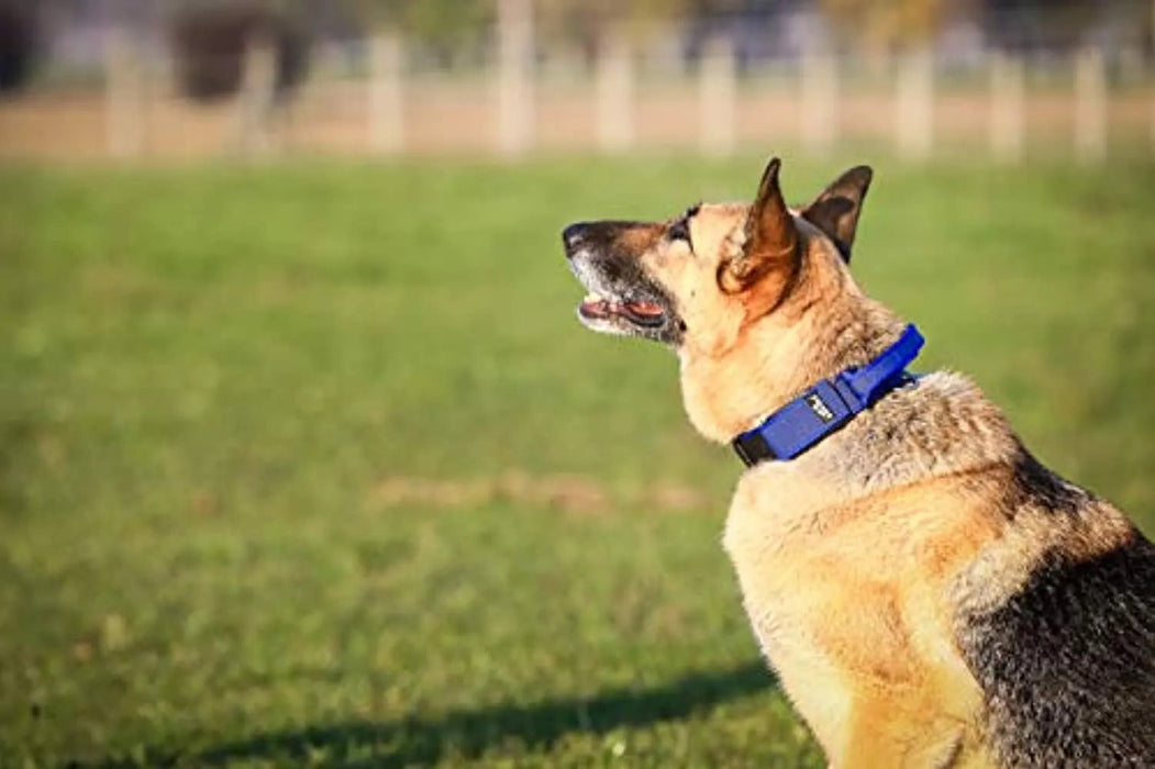 Coleira Julius - K9 - Cinza e Côr com pega, fecho de segurança e patch intermutável - PetDoctors - Loja Online
