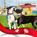Coleira para cães ou gatos, macia, acolchoada, reflectora, em neoprene ajustável - PetDoctors - Loja Online