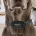 Coleira Premium Anti - latidos para Cães Pequenos e Grandes (Coleira de treino anti - latido: funciona por vibração) - PetDoctors - Loja Online