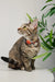 Coleira Pumpkin, para cães ou gatos (DASHI) - 4 tamanhos - PetDoctors - Loja Online