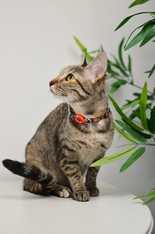 Coleira Pumpkin, para cães ou gatos (DASHI) - 4 tamanhos - PetDoctors - Loja Online