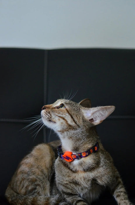 Coleira Pumpkin, para cães ou gatos (DASHI) - 4 tamanhos - PetDoctors - Loja Online