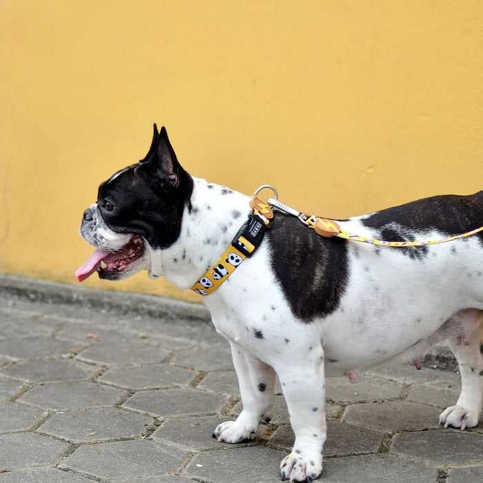 Coleira Snooze, para cães ou gatos (DASHI) - 4 tamanhos - PetDoctors - Loja Online