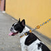 Coleira Snooze, para cães ou gatos (DASHI) - 4 tamanhos - PetDoctors - Loja Online