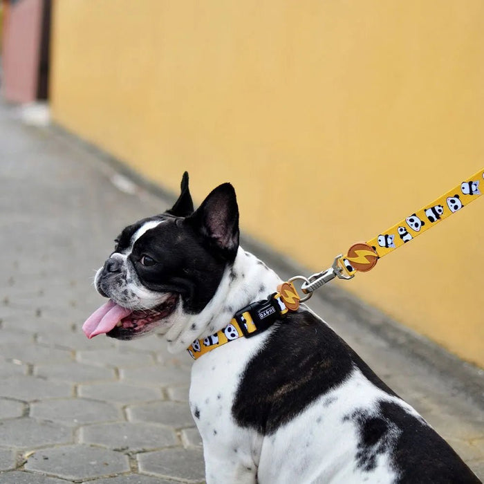 Coleira Snooze, para cães ou gatos (DASHI) - 4 tamanhos - PetDoctors - Loja Online